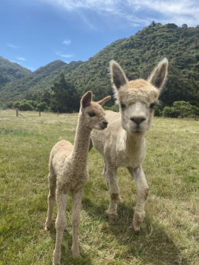 Alpacas Off Grid - Glamping House Truck